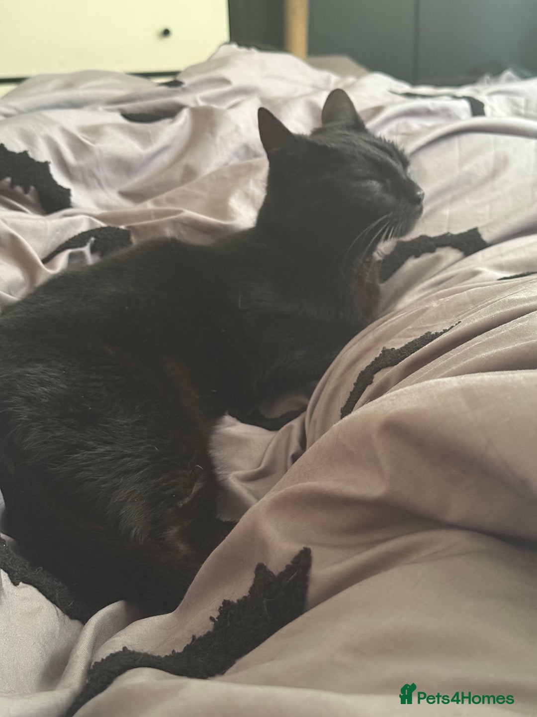 Domestic Shorthair cats for sale: 5 year old black cat Phoebe  - Image 4