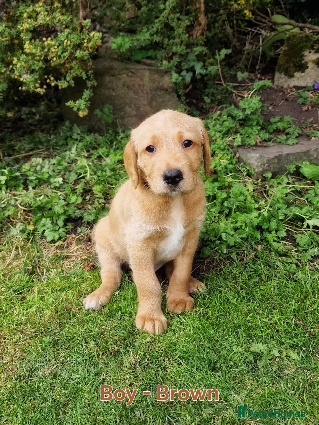 Mixed Breed dogs for sale: Labrador Cross Pups - Image 5