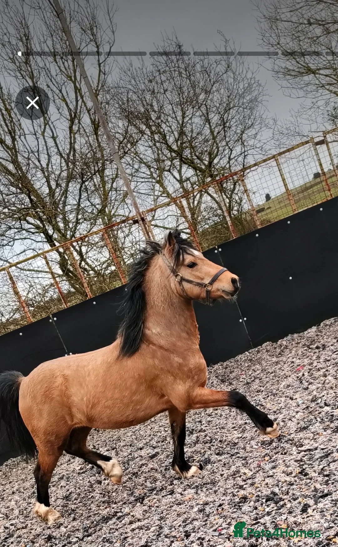 Welsh Section C horses for sale: Rising 4 registered Welsh C gelding  - Advert 7