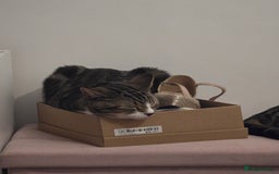 Domestic Shorthair cats for sale: Year old snuggle monster - Advert 2