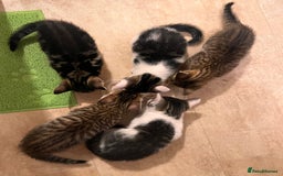 Toyger cats for sale: Adorable kitten  - Image 28