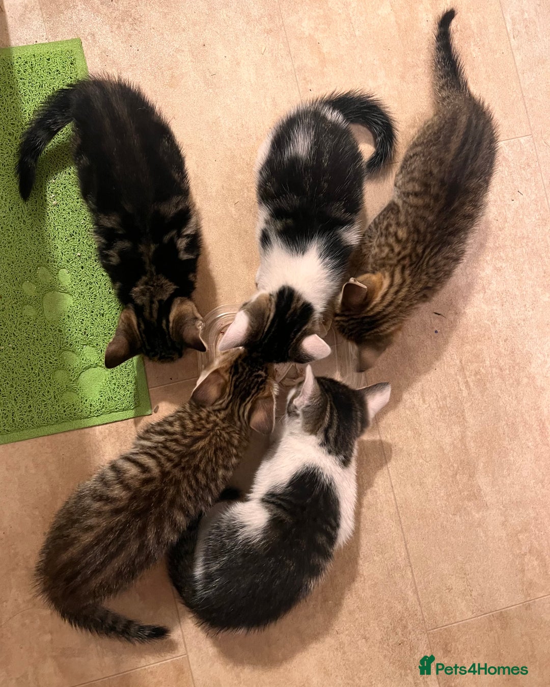 Toyger cats for sale: Adorable kitten  - Image 28
