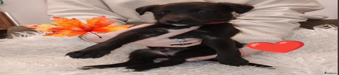 Whippet Puppy 3 red