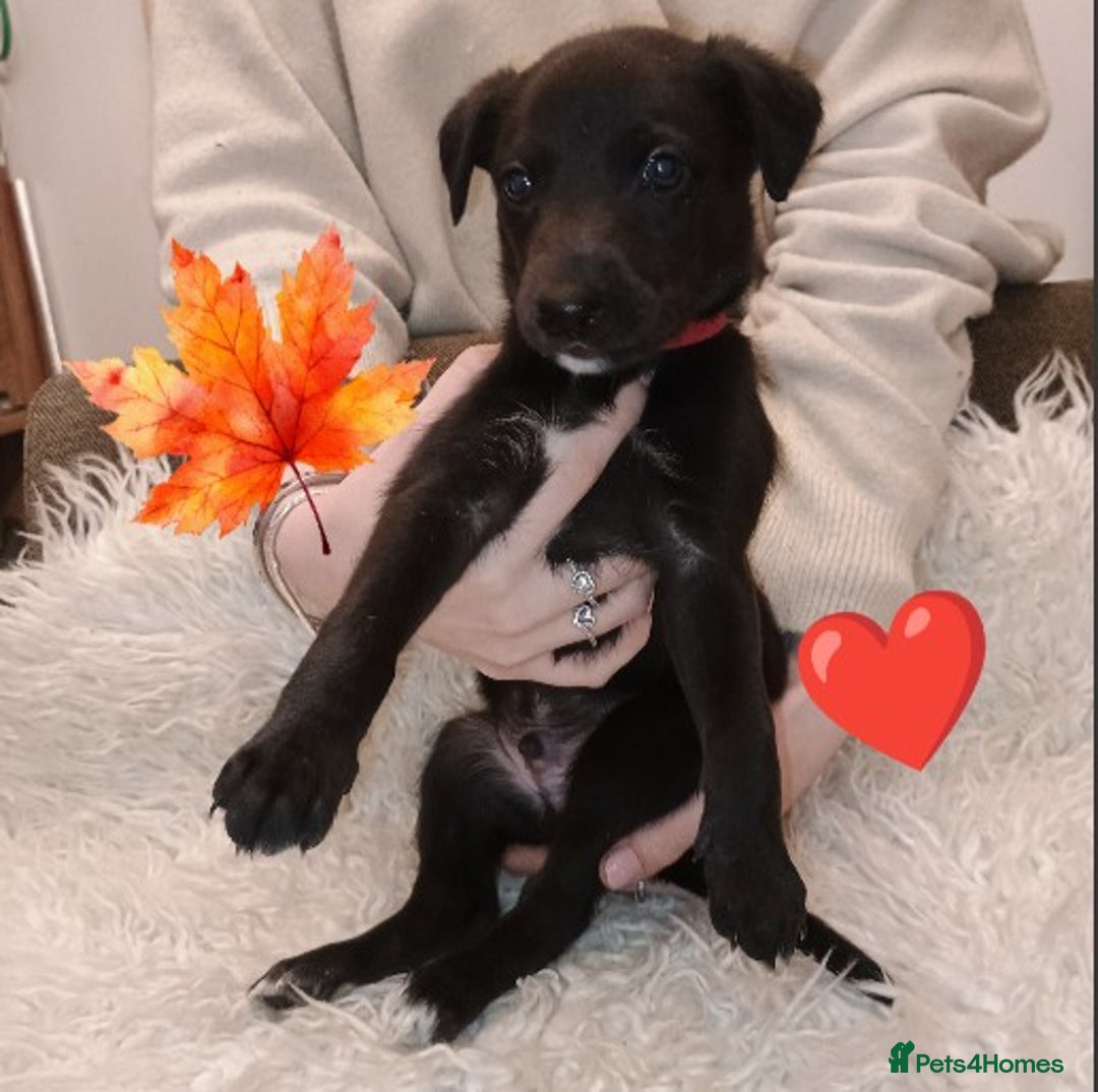 Whippet dogs for sale: Whippet  - Image 3