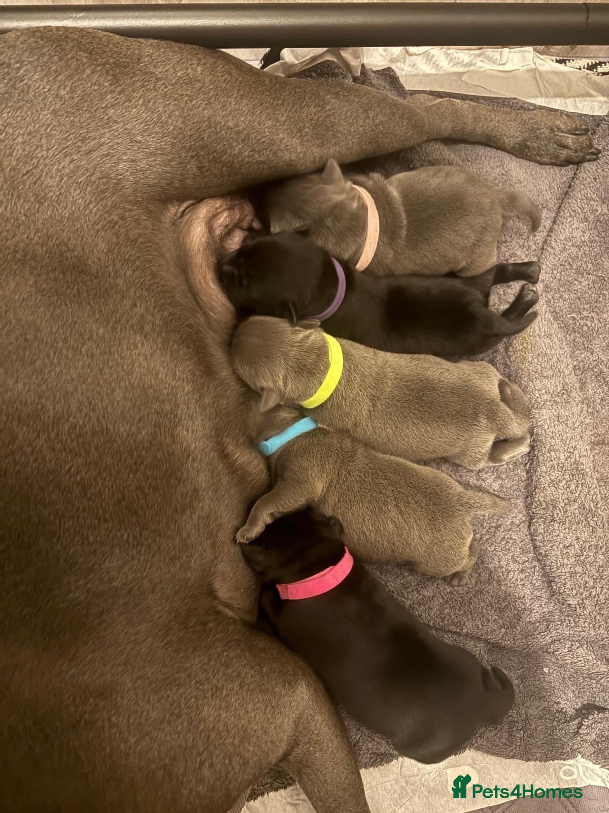 Staffordshire Bull Terrier dogs 🐾 CHUNKY STAFF PUPPIES – BLUE & BLACK 🐾  - Advert 1