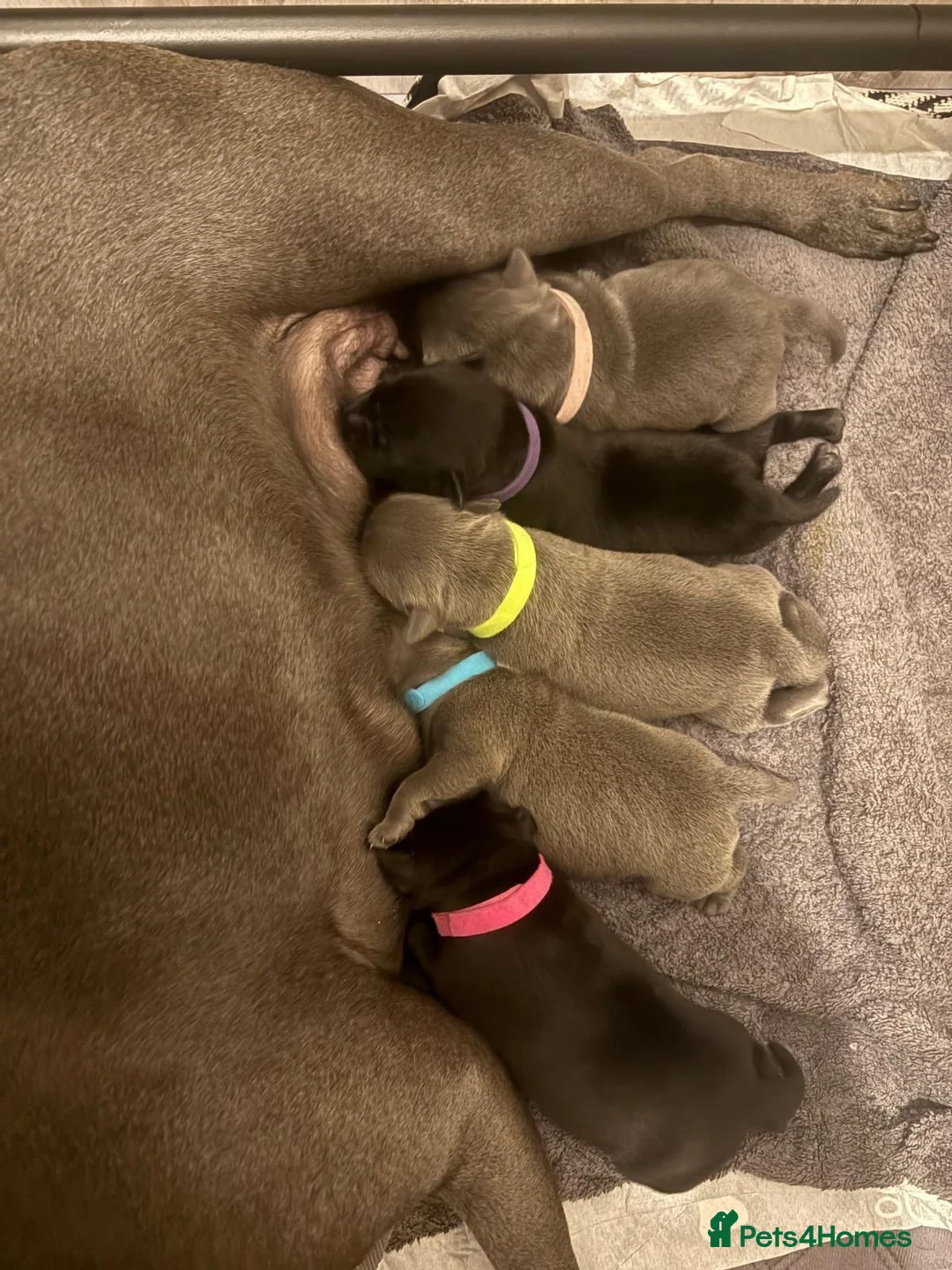Staffordshire Bull Terrier dogs for sale: 🐾 CHUNKY STAFF PUPPIES – BLUE & BLACK 🐾  - Advert 1