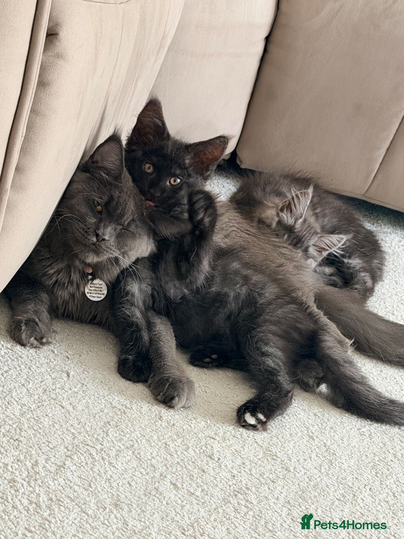 Maine Coon cats Beautiful Maine Coon Ready for Their Forever Homes - Advert 2