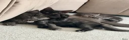 Maine Coon cats for sale: Beautiful Maine Coon Ready for Their Forever Homes - Advert 3
