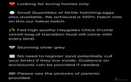 Quail poultry for sale: Beautiful Button Quail Chicks (CPQ, King) - Image 13