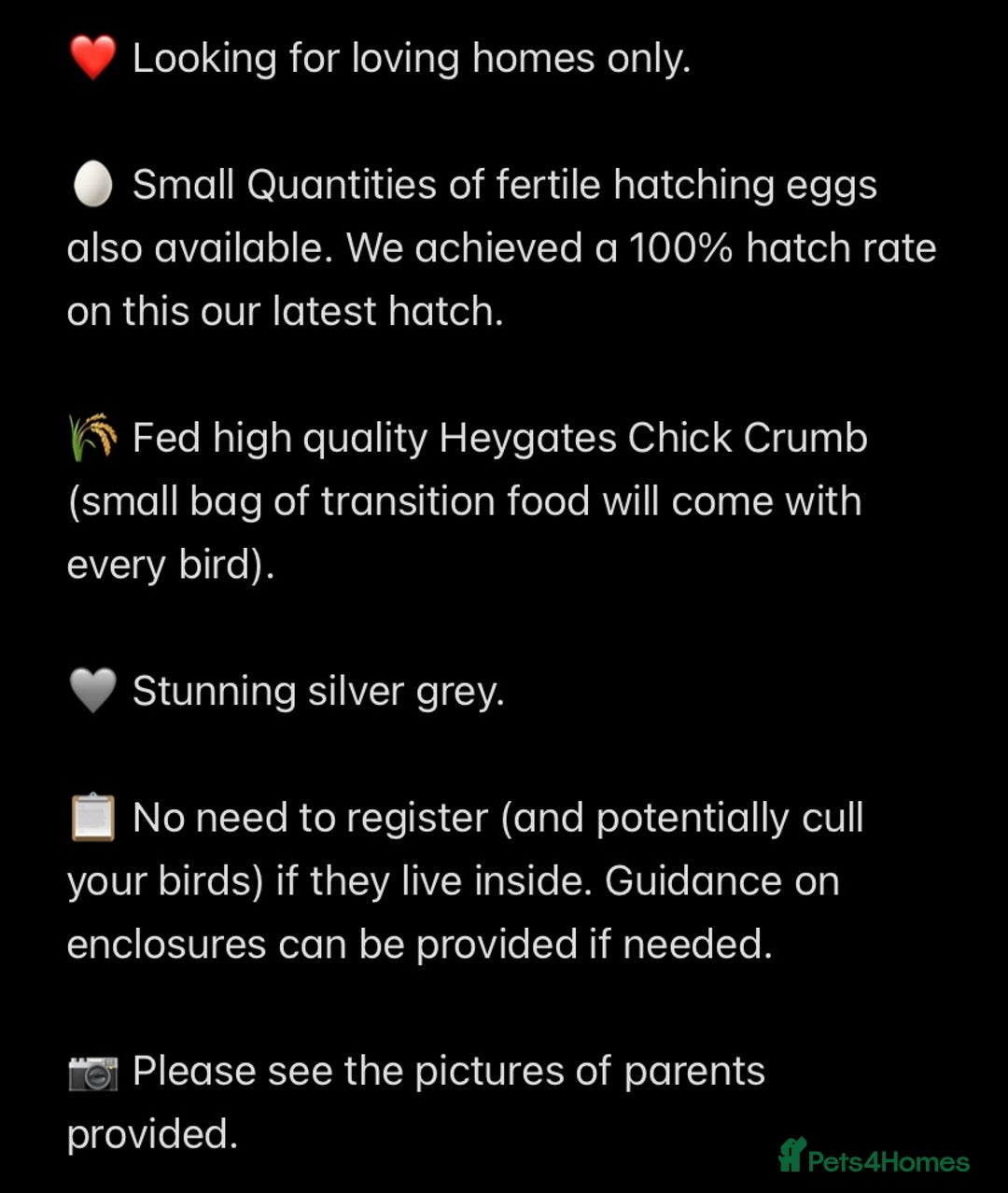 Quail poultry for sale: Beautiful Button Quail Chicks (CPQ, King) - Image 13