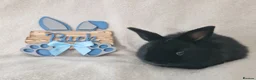 Mini Lop rabbits for sale: Mini Lop X Dutch X Netherland Dwarf Babies - Advert 2