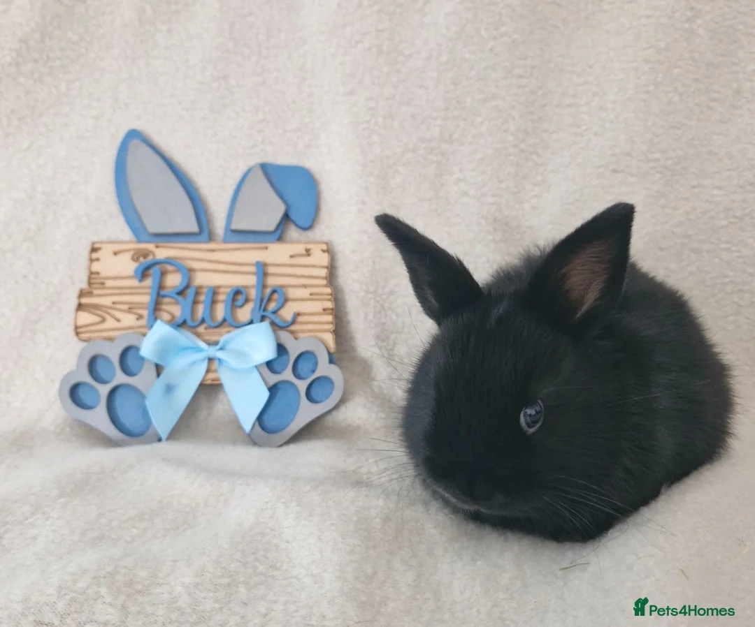 Mini Lop rabbits for sale: Mini Lop X Dutch X Netherland Dwarf Babies - Advert 2