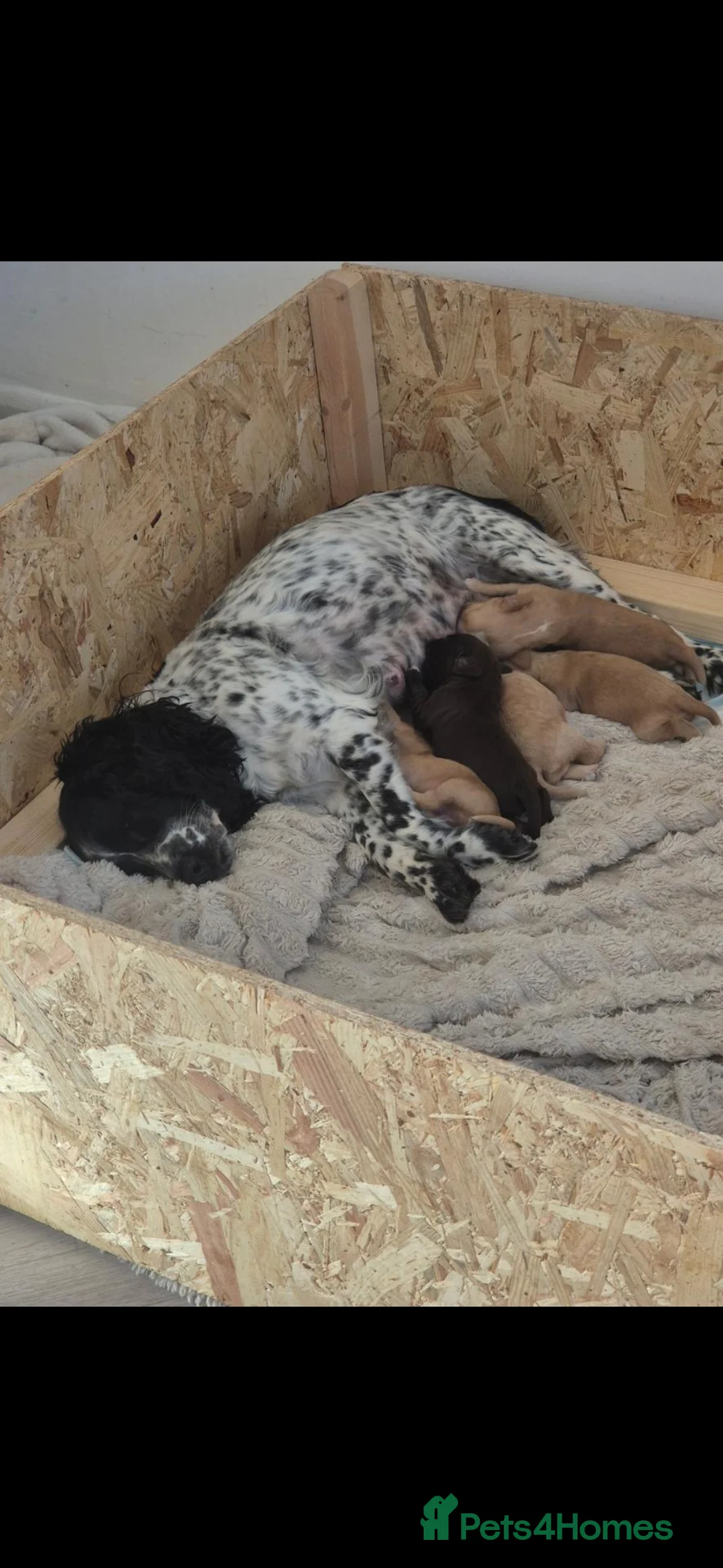 Cocker Spaniel dogs for sale: 2 cocker spaniel boy puppies  - Advert 2