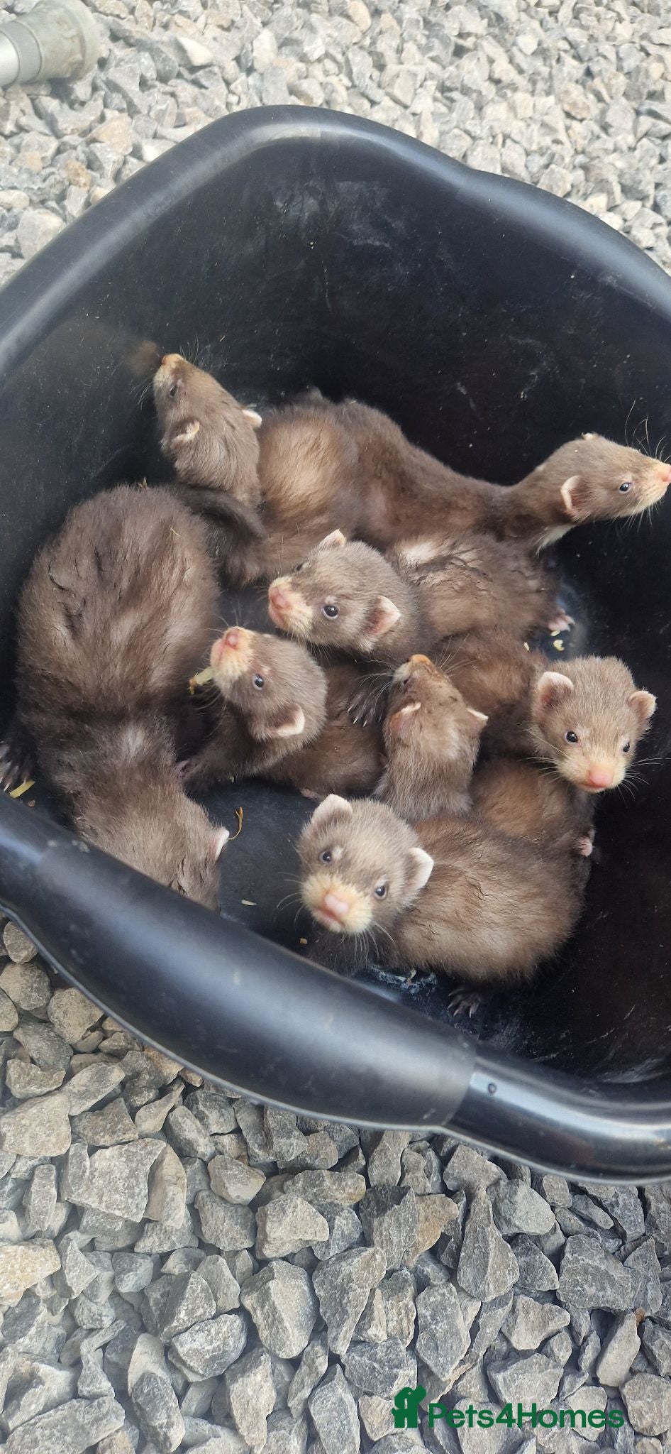 Ferret rodents Ferret kits  - Advert 6