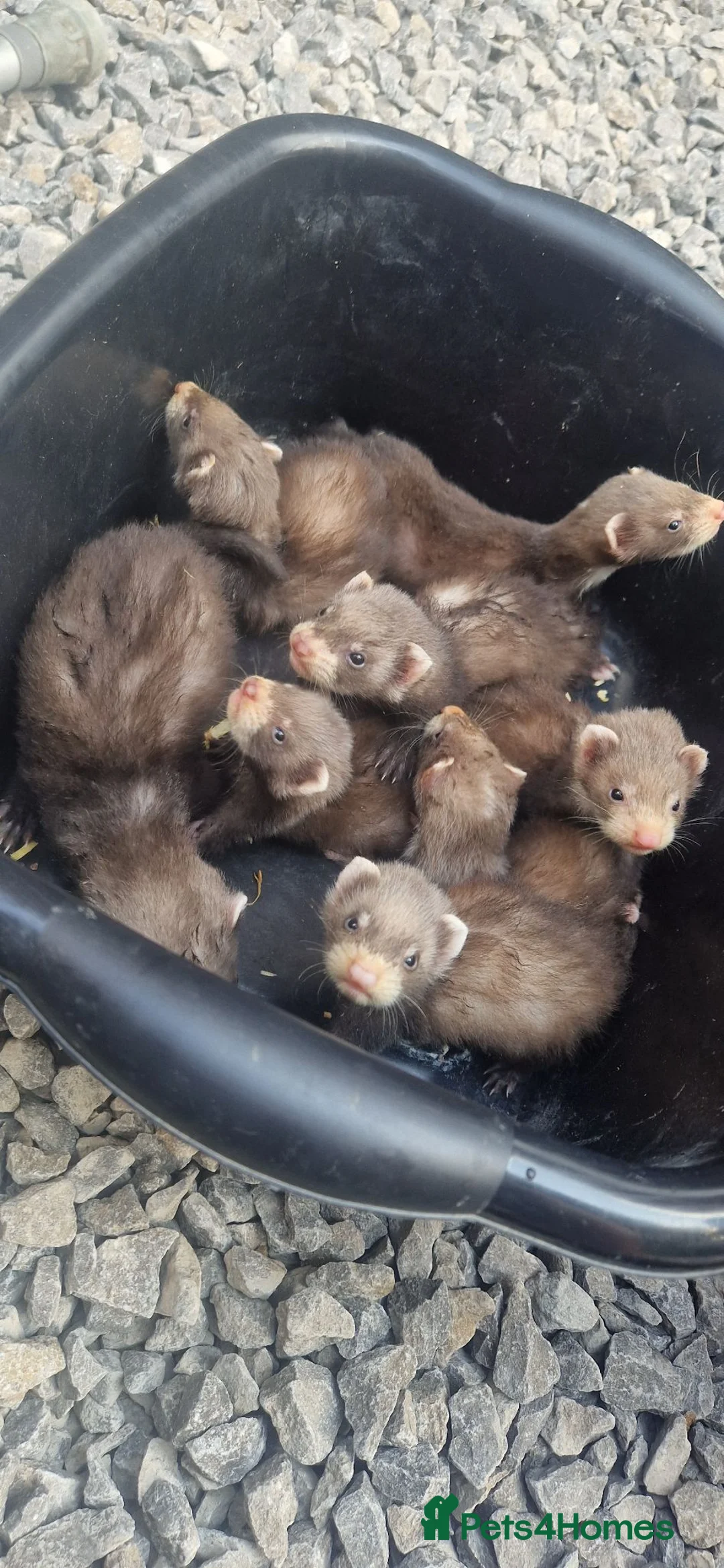 Ferret rodents for sale: Ferret kits  in Bishop Auckland - Advert 1