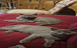 British Shorthair cats for sale: Scottish straight/ last two - Image 2