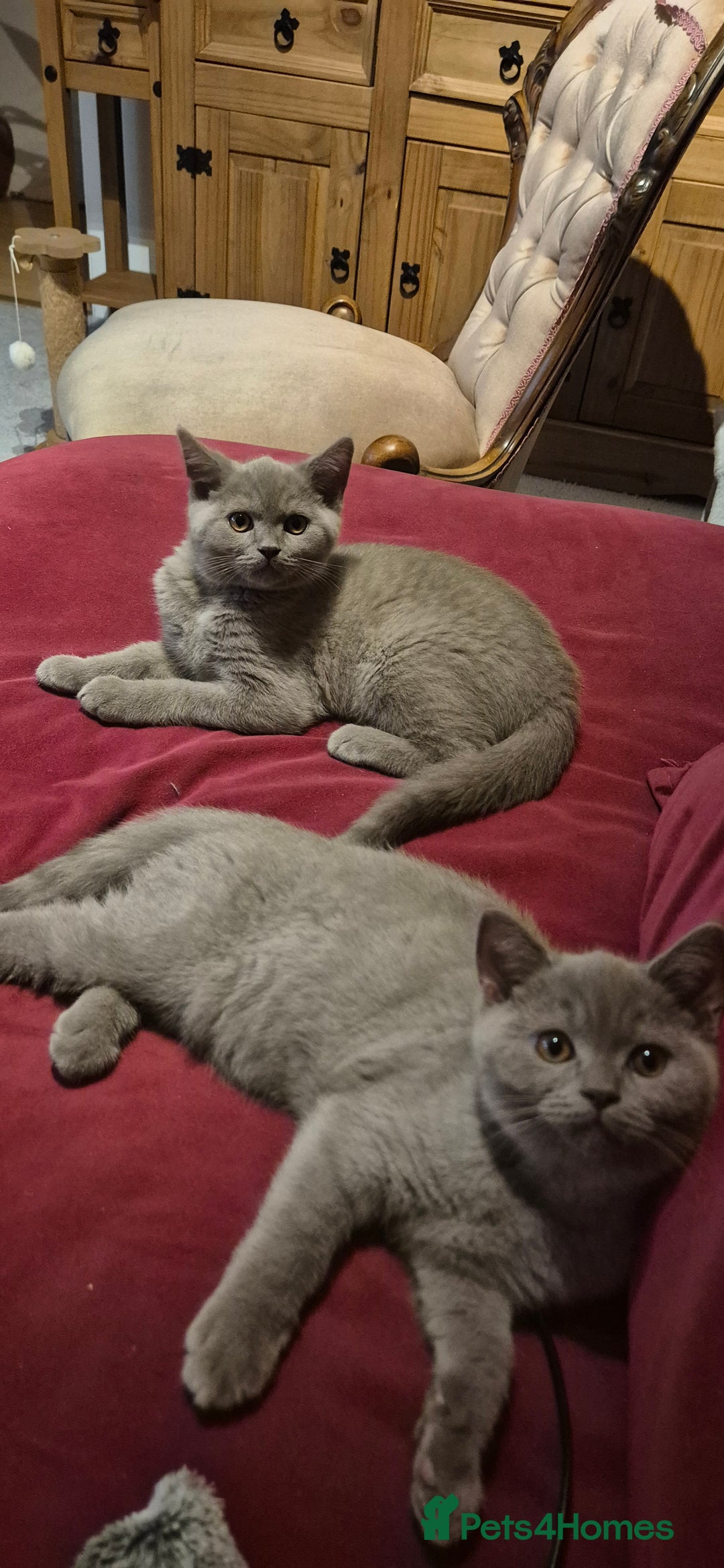 British Shorthair cats for sale: Scottish straight/ last two - Image 2