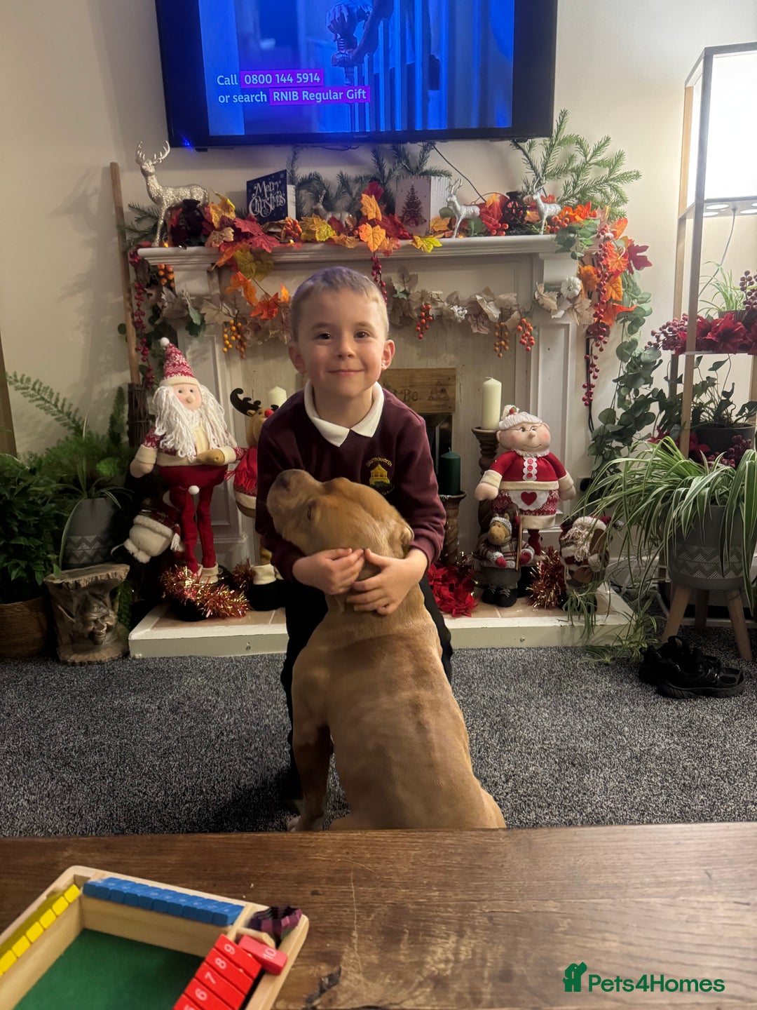 American Bully dogs for sale: Pocket bull  - Advert 1