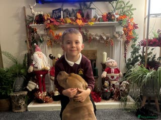 American Bully dogs Pocket bull - Advert 7