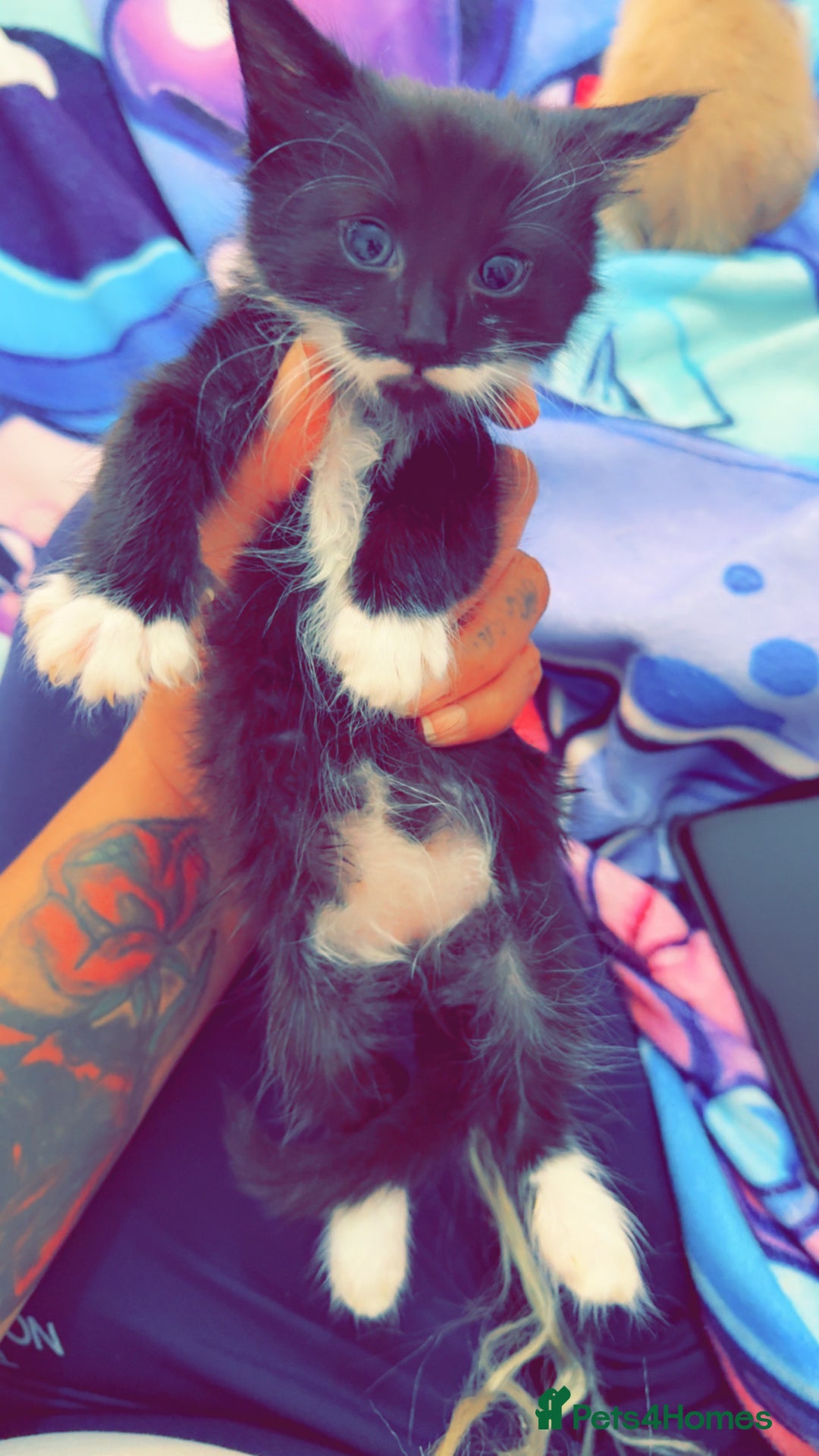 British Shorthair cats for sale: Kittens forsale  - Image 11