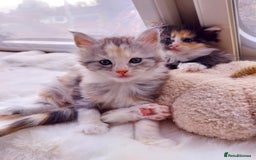 Maine Coon cats for sale: Stunning XL Maine Coon Kittens. Tica Reg. Tortie. - Image 3