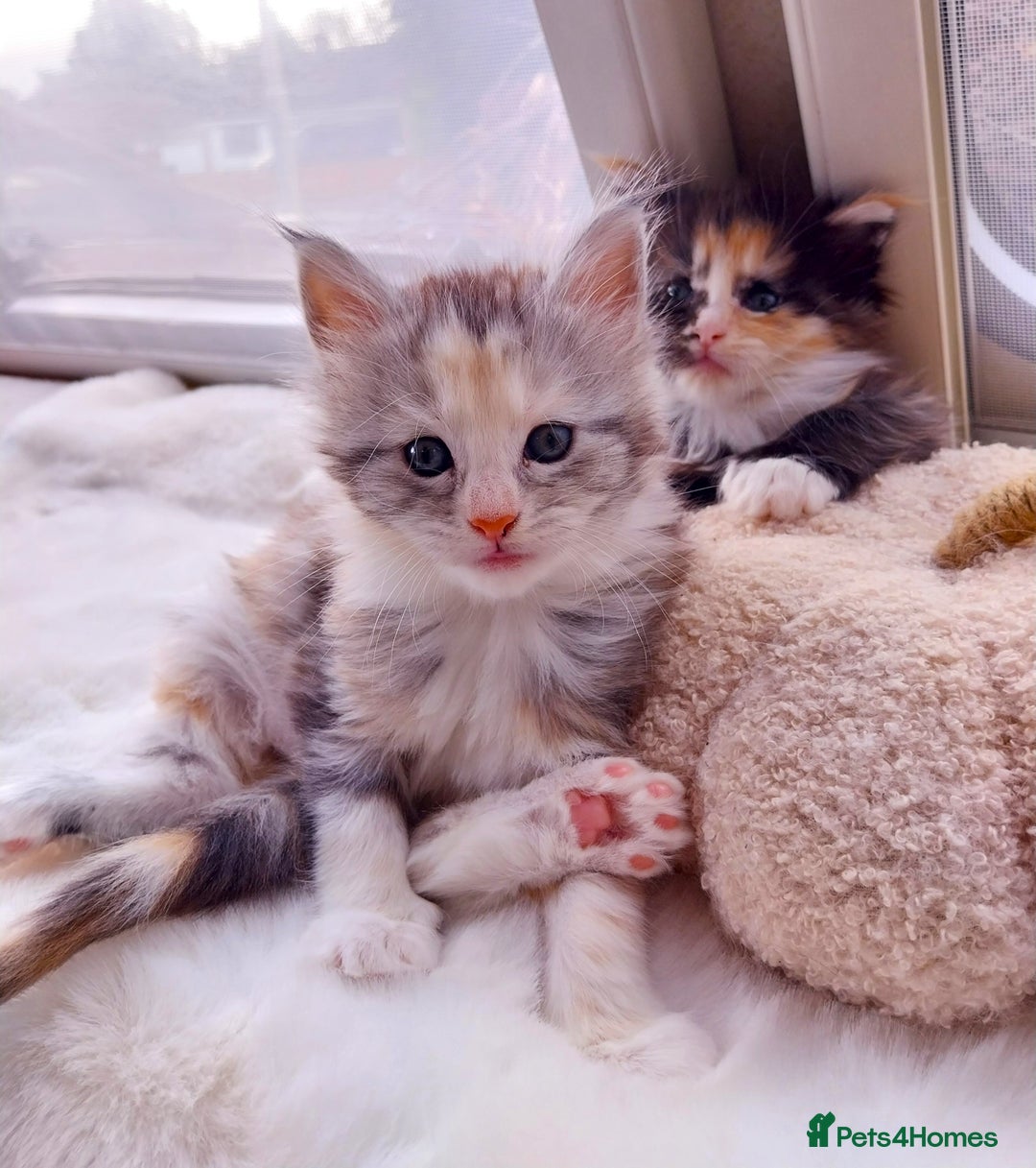 Maine Coon cats for sale: Stunning XL Maine Coon Kittens. Tica Reg. Tortie. - Image 3