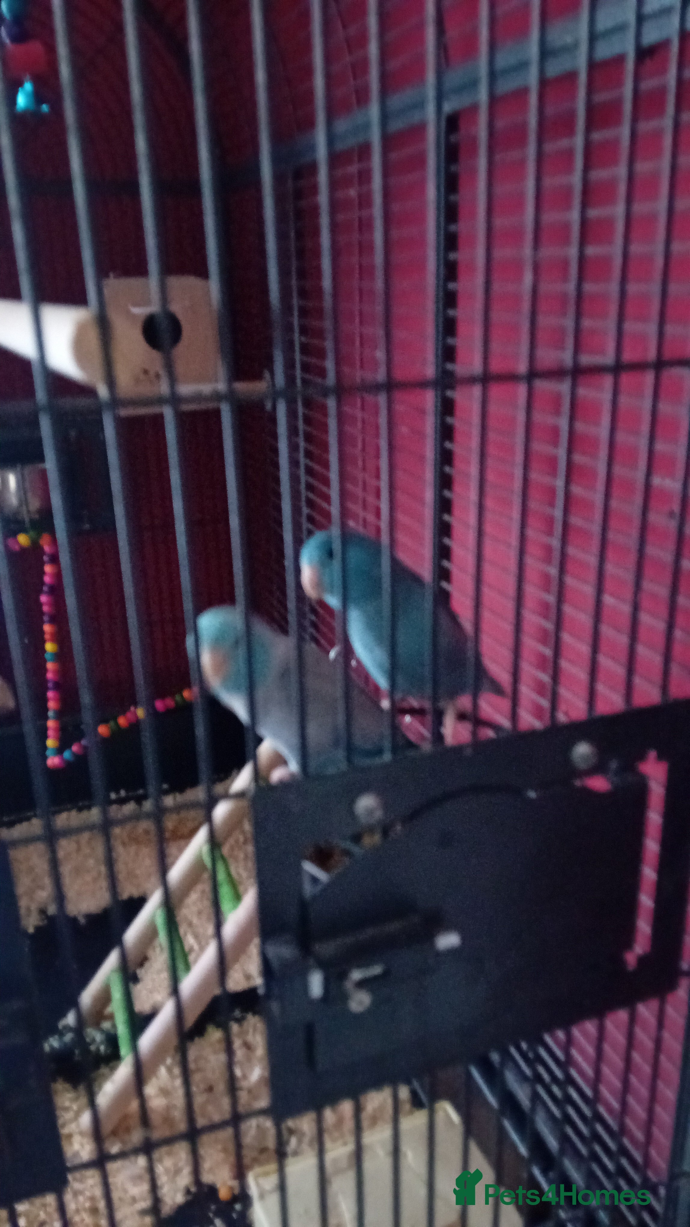 Parrots birds Celestial parrotlets  - Advert 1