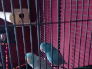 Parrots birds Celestial parrotlets - Advert 12