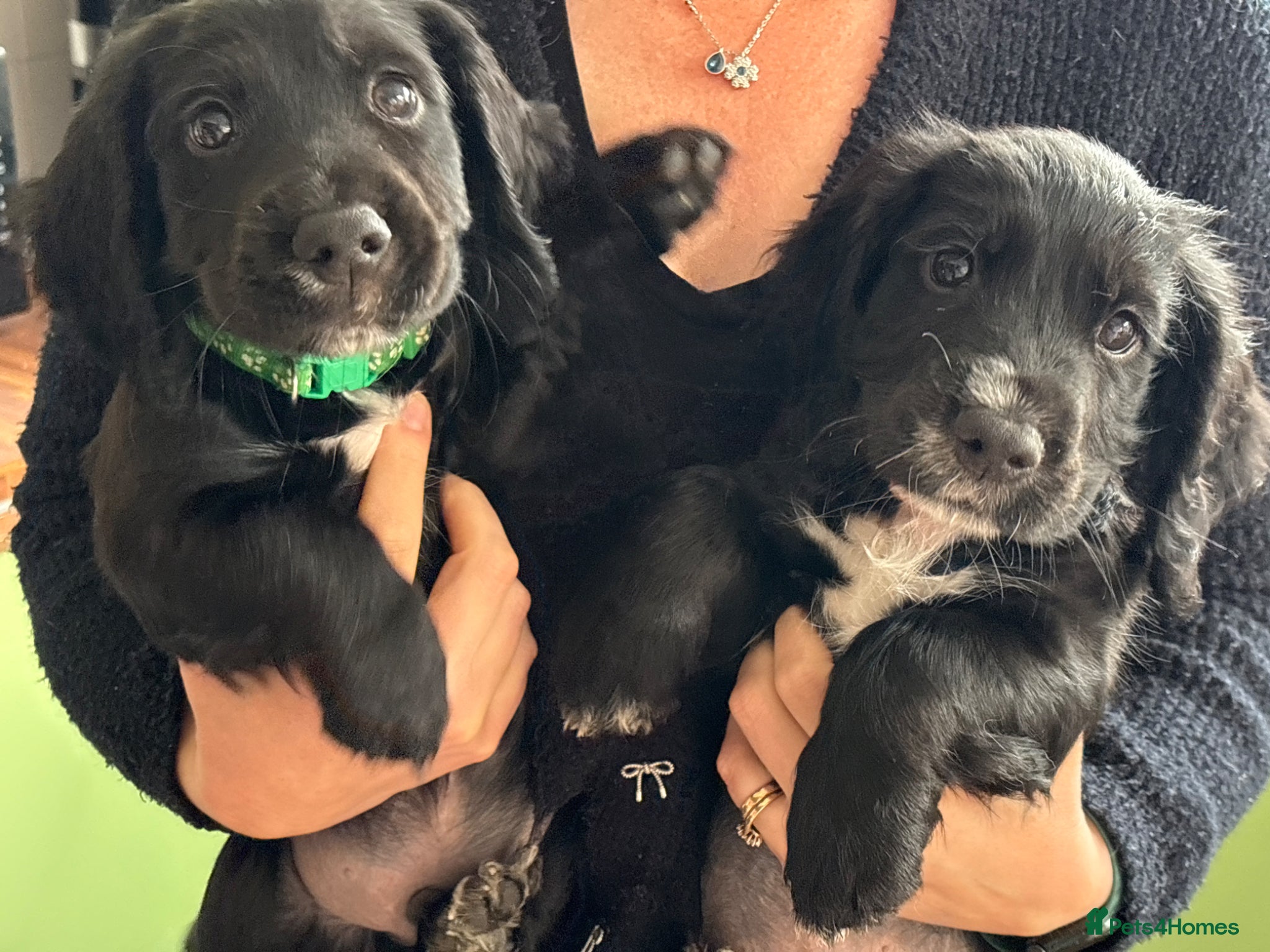 Sprocker dogs Stunning Family-Raised Sprocker Puppies - Advert 1
