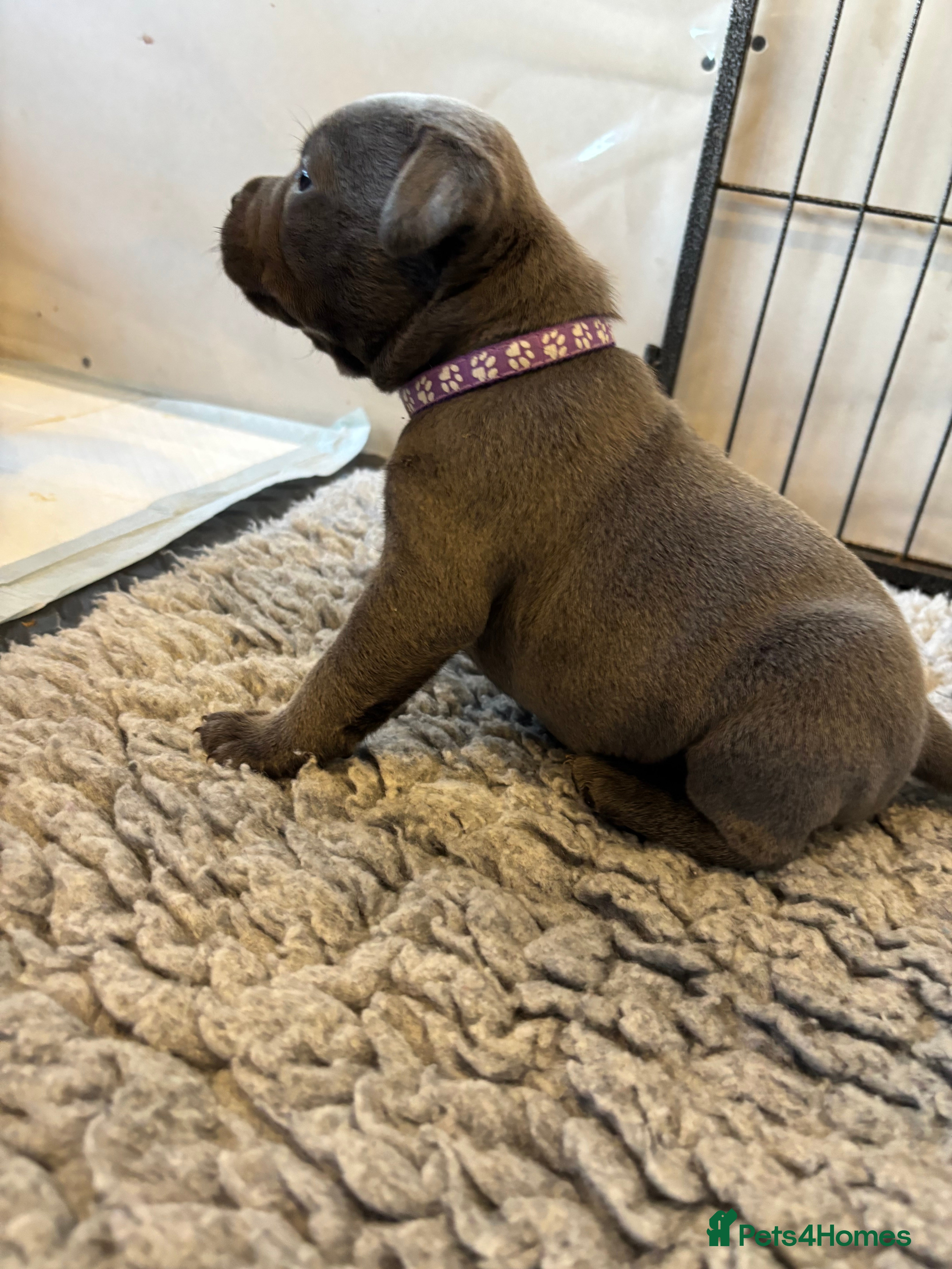 Staffordshire Bull Terrier dogs Blue KC reg BULLSCAFF Staffordshire bull terriers  - Advert 5