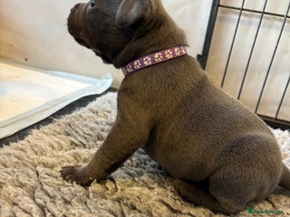 Staffordshire Bull Terrier dogs Blue KC reg BULLSCAFF Staffordshire bull terriers - Advert 2