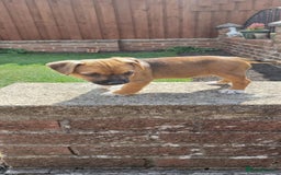 Mixed Breed dogs for sale: Jack Russell x Boarder Terrier girl pup - Image 3
