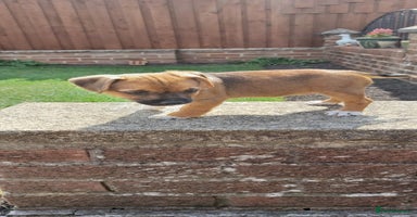 Mixed Breed dogs - Advert 9