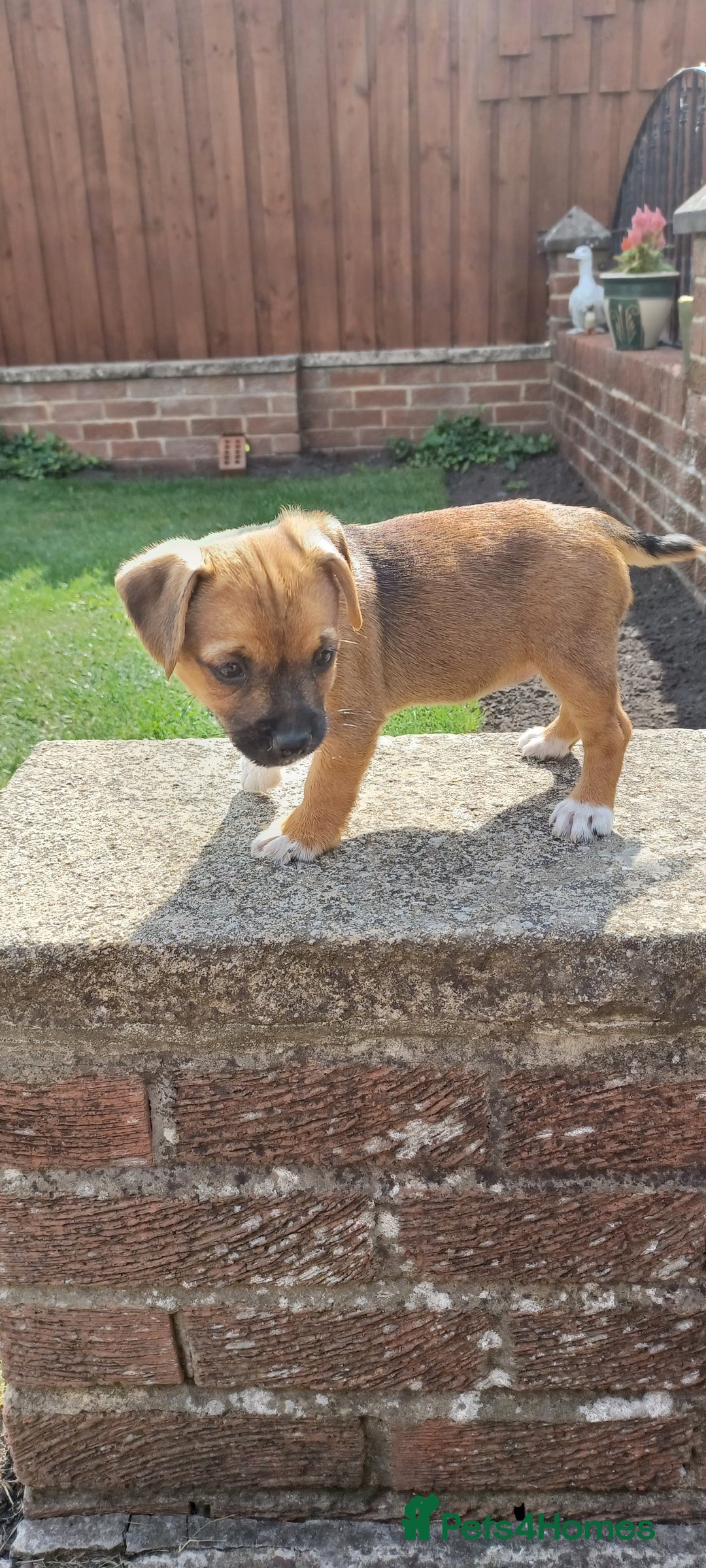 Mixed Breed dogs for sale: Jack Russell x Boarder Terrier girl pup - Image 3