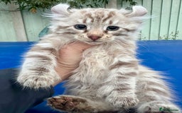 Savannah cats for sale: Super rare longhaired girl  - Advert 16