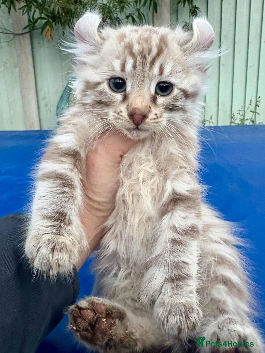 Savannah cats for sale: Super rare longhaired girl  - Advert 16