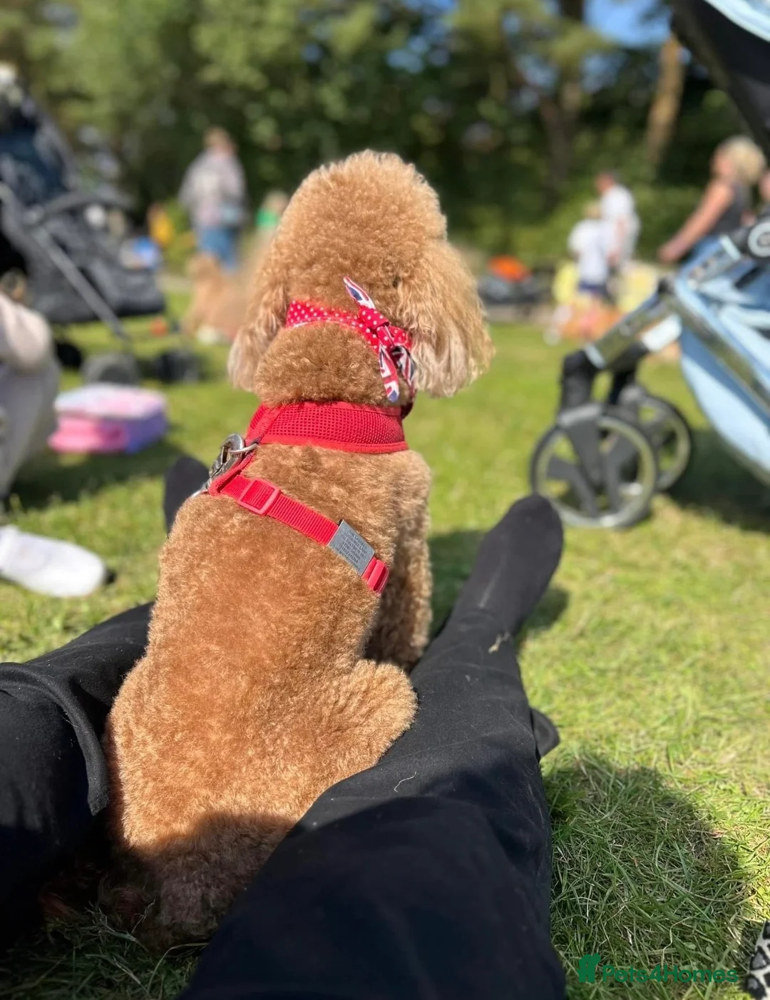 Cavapoo dogs for sale: Beautiful health tested Cavapoos due  - Advert 5
