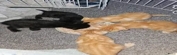 Mixed Breed cats for sale: 4 beautiful kittens left - Advert 9