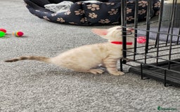 Bengal cats for sale: SNOW BENGAL BLUE EYES TICA PET/ACTIVE - Image 28