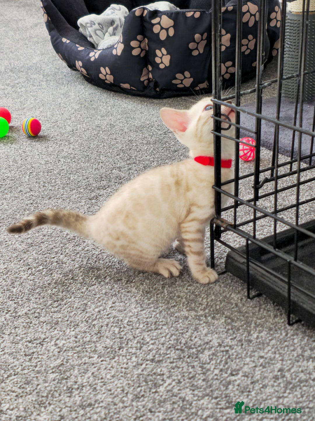 Bengal cats for sale: SNOW BENGAL BLUE EYES TICA PET/ACTIVE - Image 28