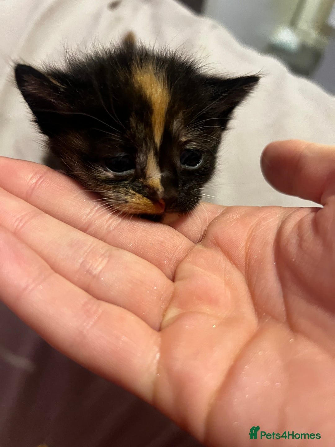 British Shorthair cats for sale: 4 gorgeous kittens for sale  - Image 2