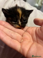 British Shorthair cats - Advert 1