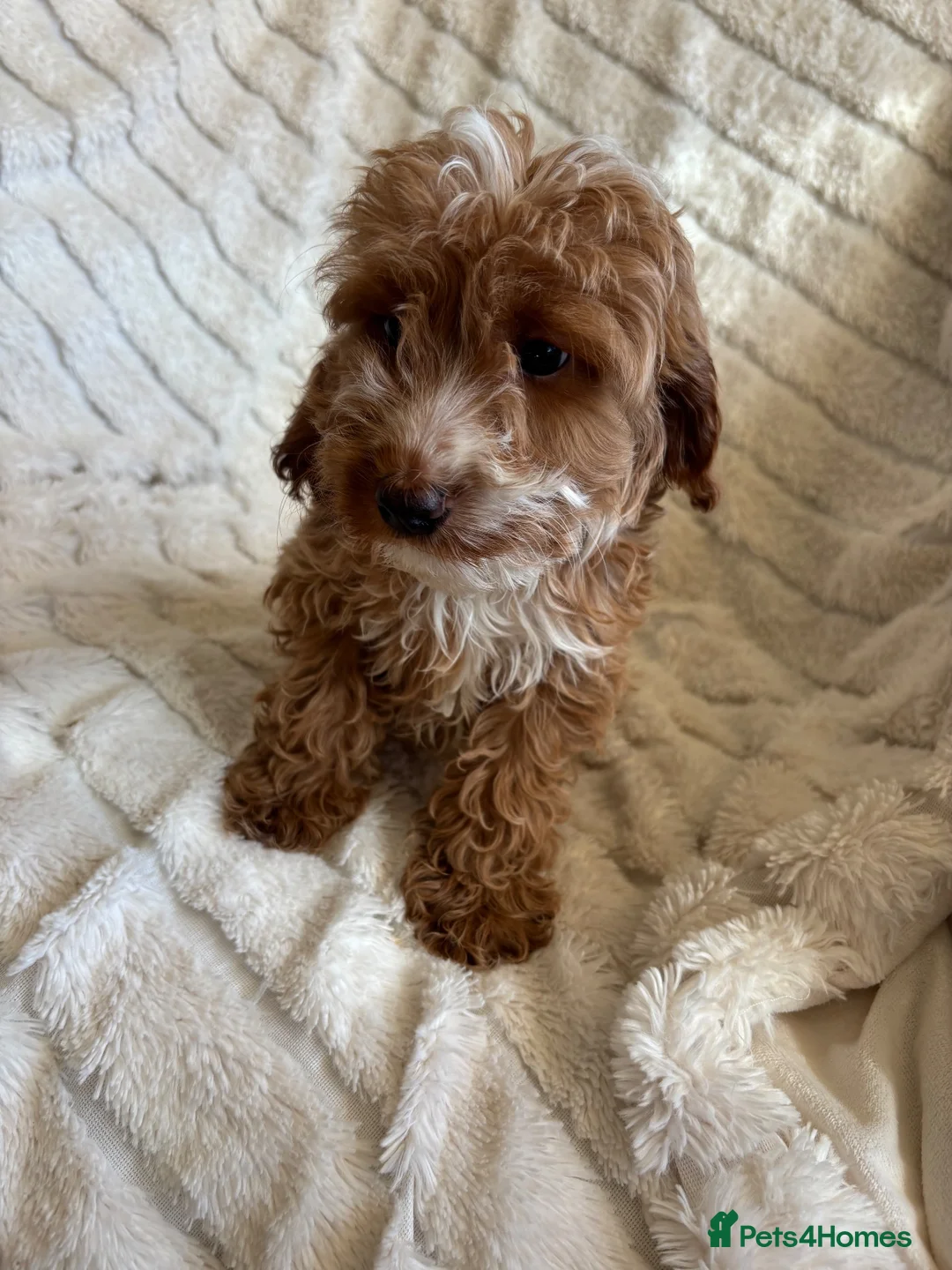 Cockapoo dogs for sale: Because puppy's  in Worksop - Advert 2