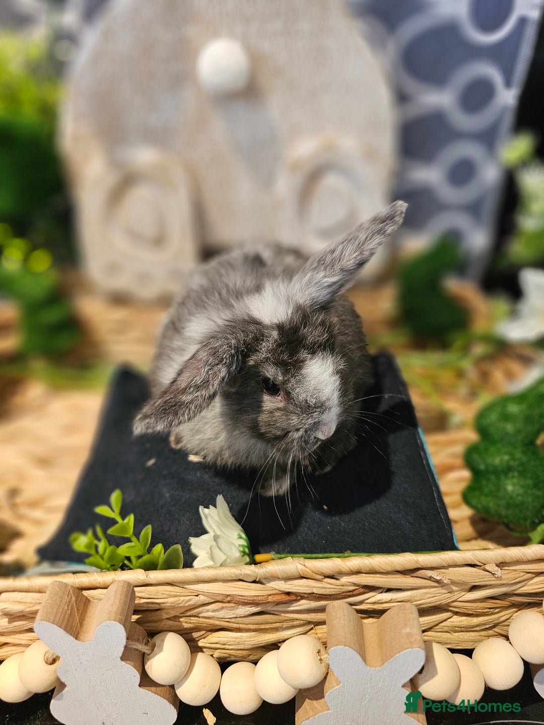 Mini Lop rabbits for sale: Beautiful mini lop babies  - Advert 10