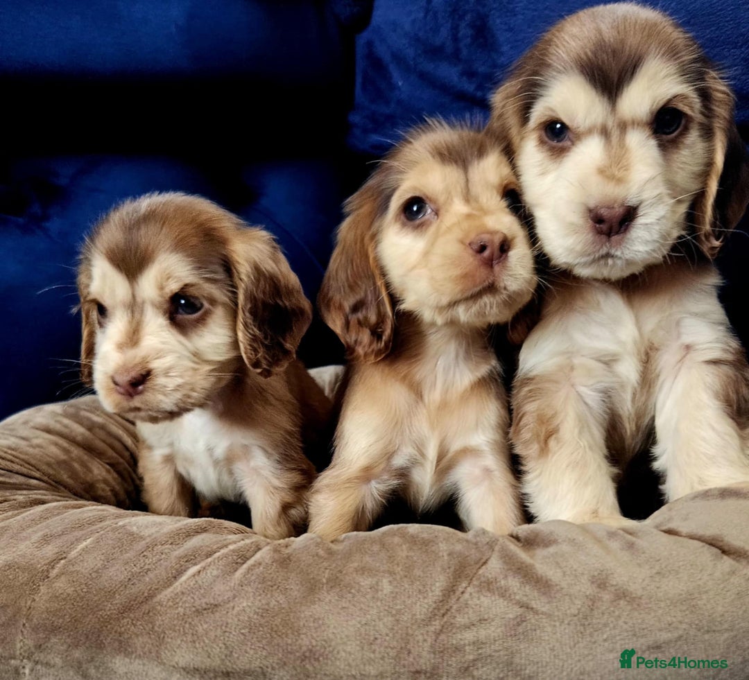 Cocker Spaniel dogs for sale: Show type cocker spaniel puppies  - Image 2