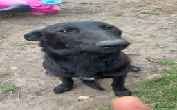 Belgian Shepherd Dog dogs for sale: Rehoming my Belgian Malinios Puppy - Image 4