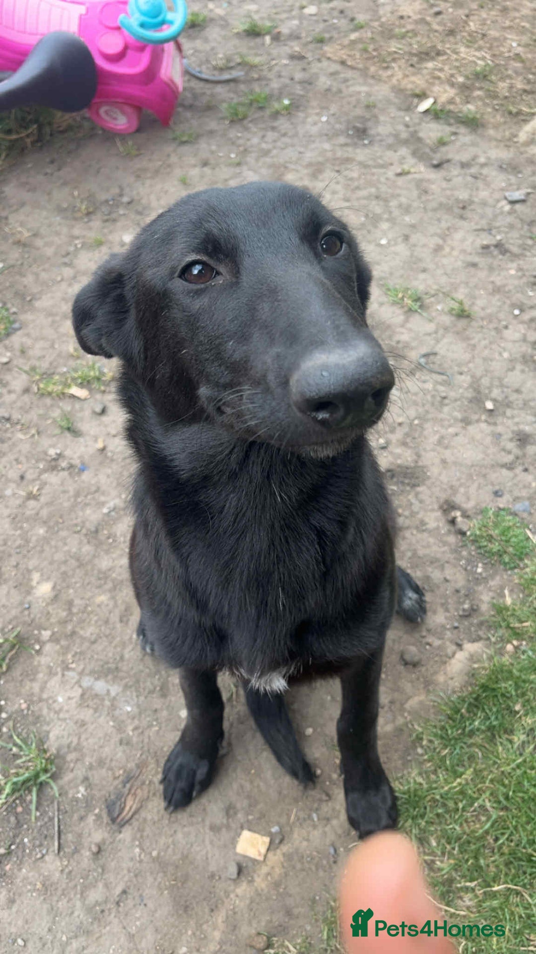 Belgian Shepherd Dog dogs for sale: Rehoming my Belgian Malinios Puppy - Image 4