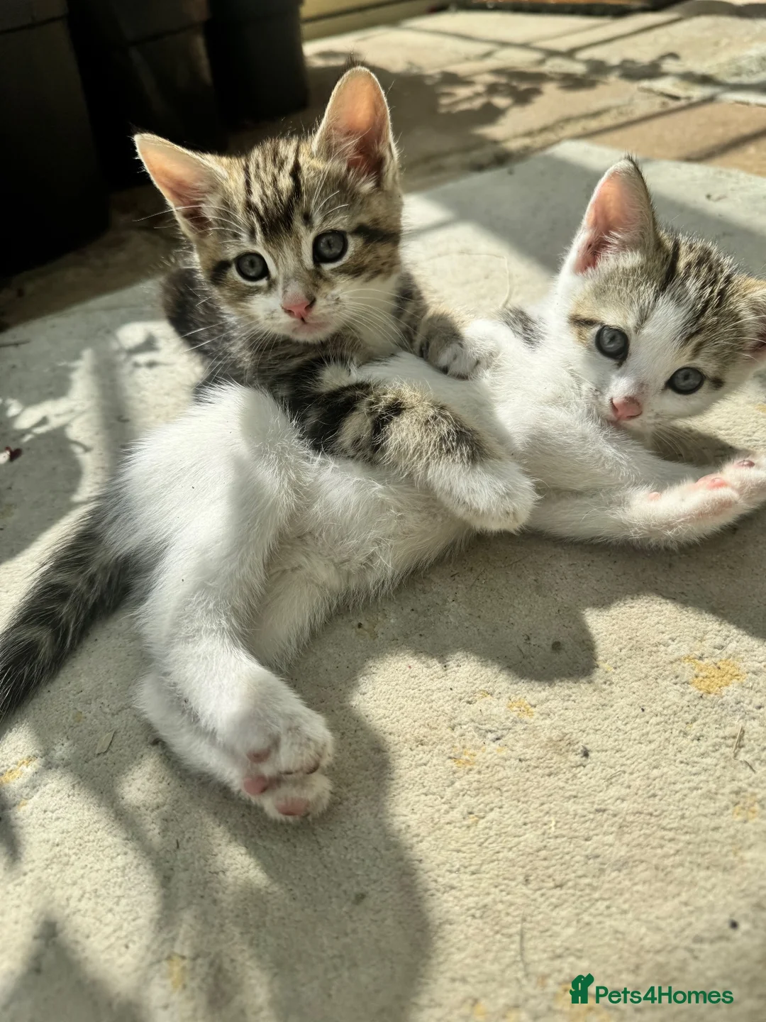 Mixed Breed cats for sale: Three adorable tabby and white kittens for sale  - Advert 7