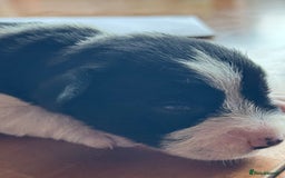 Miniature Schnauzer dogs for sale: Top Quality, health tested Mini Schnauzer pups - Image 10