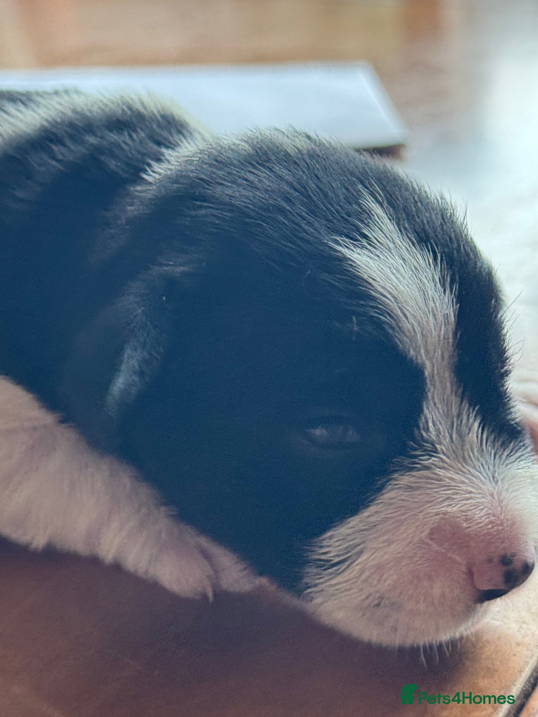 Miniature Schnauzer dogs for sale: Top Quality, health tested Mini Schnauzer pups - Image 10